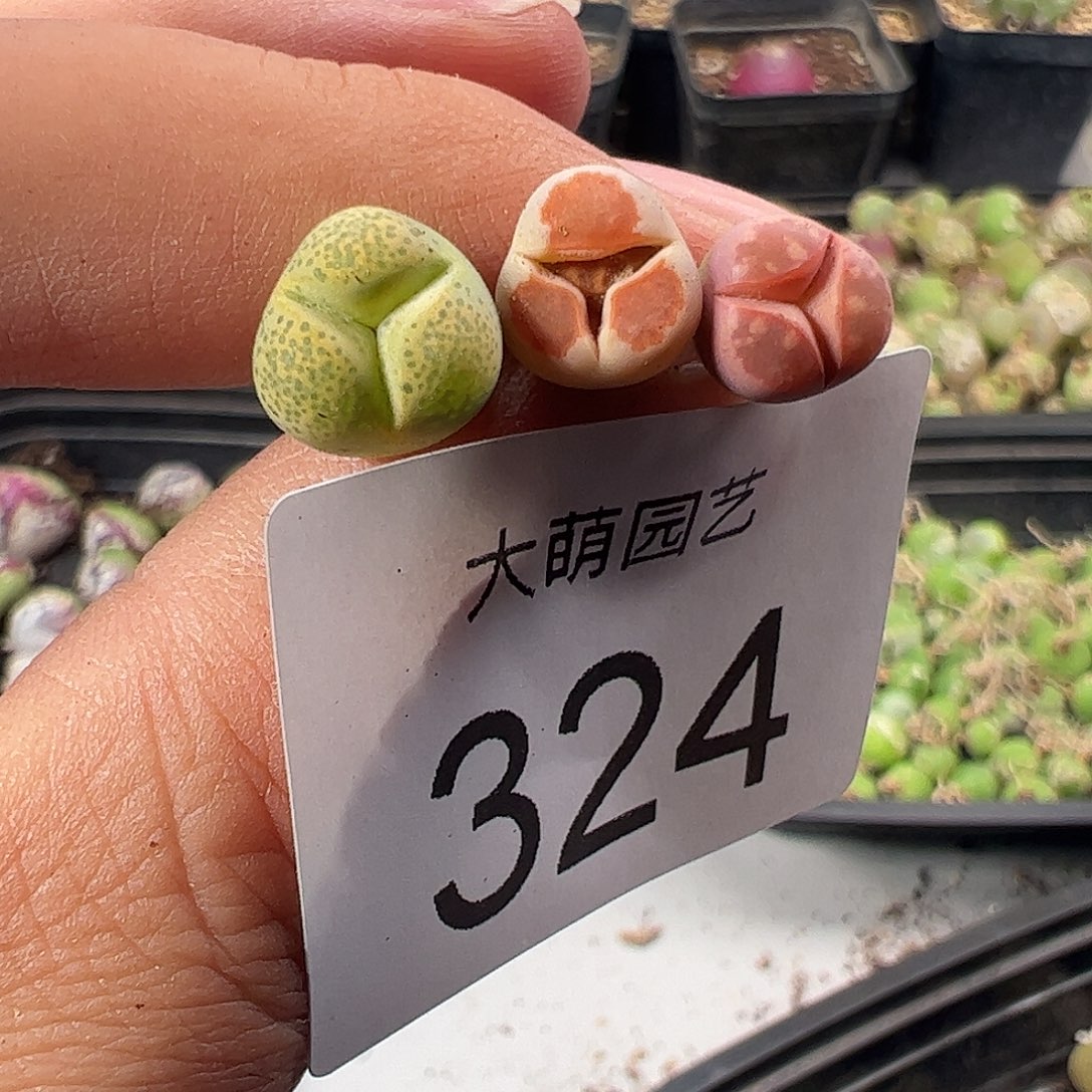 一物一拍。       324