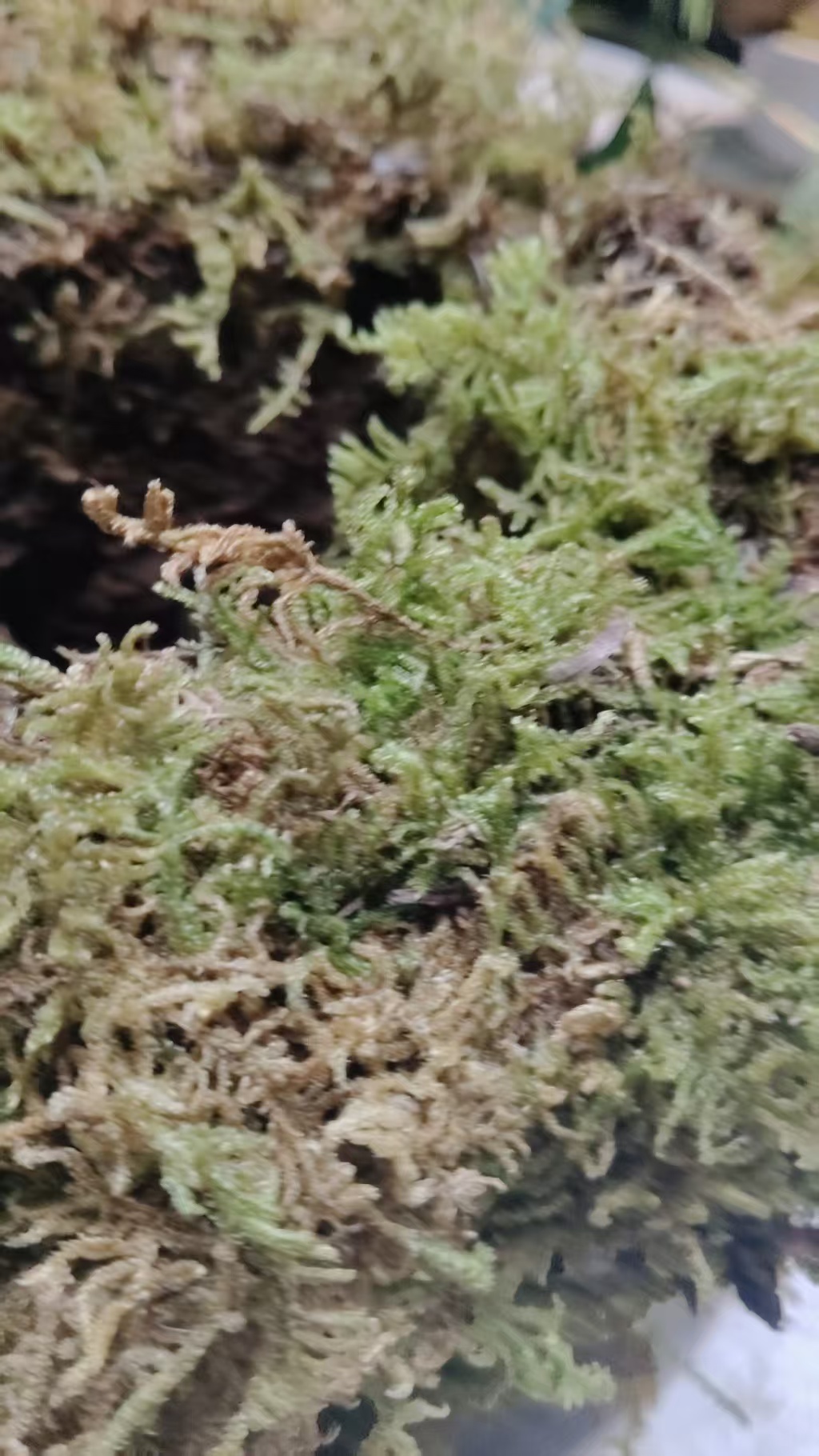苔藓球花盆用于蝴蝶兰石斛育苗种植石斛等