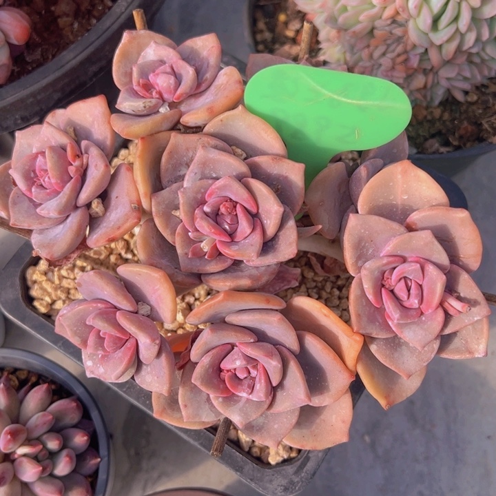 健健康康平平安安