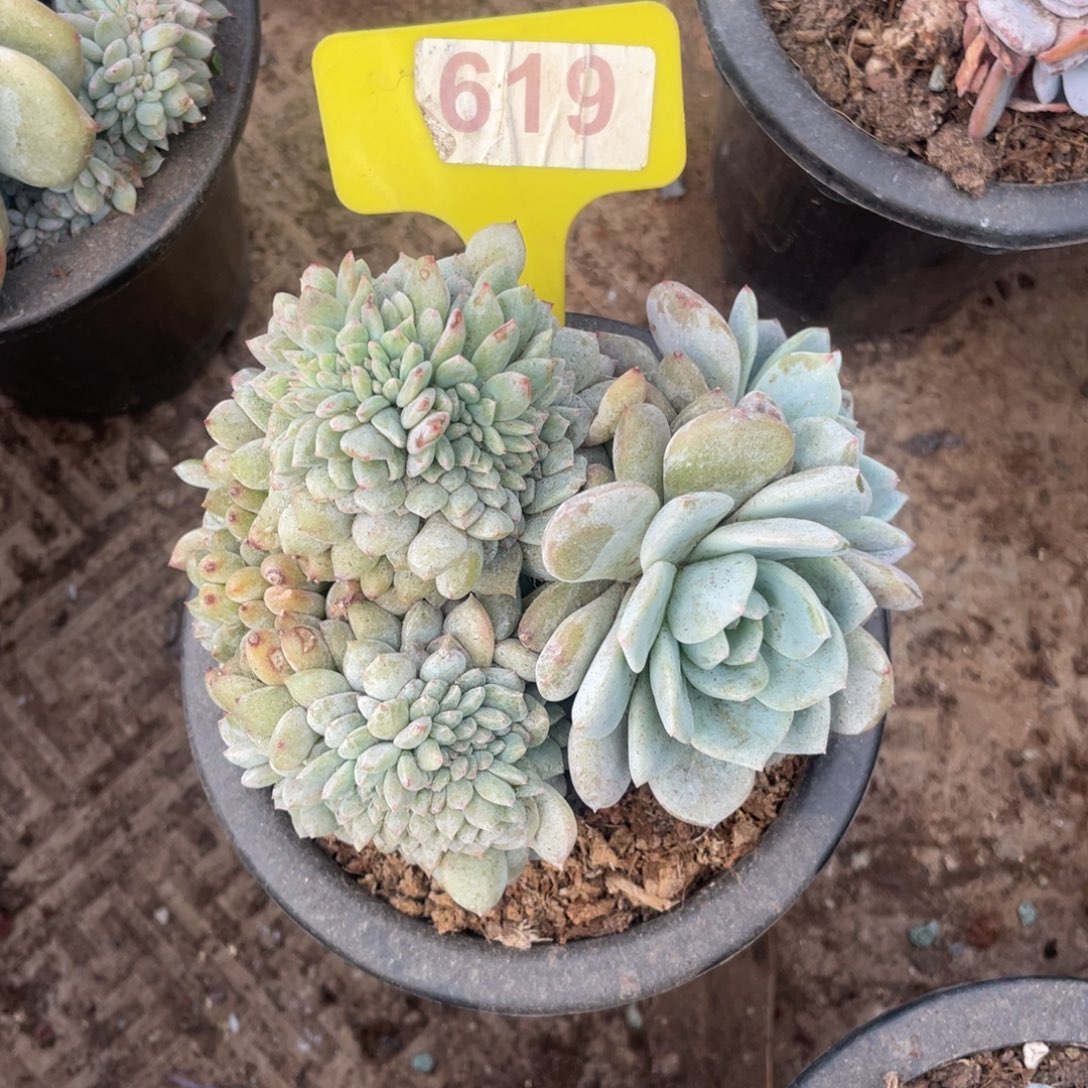 心***星影缀化多头619号