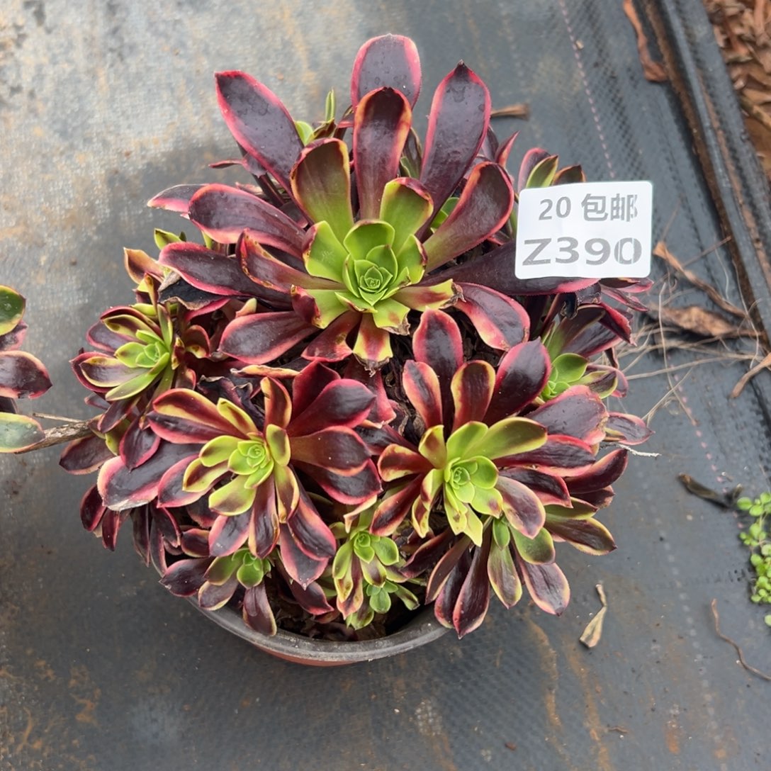 390欧嘉莉，满20包邮嘟叮熊