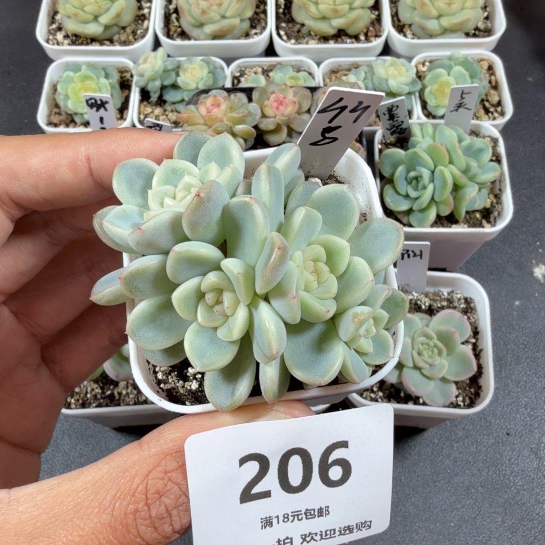 四头甜心竹马一物一拍206