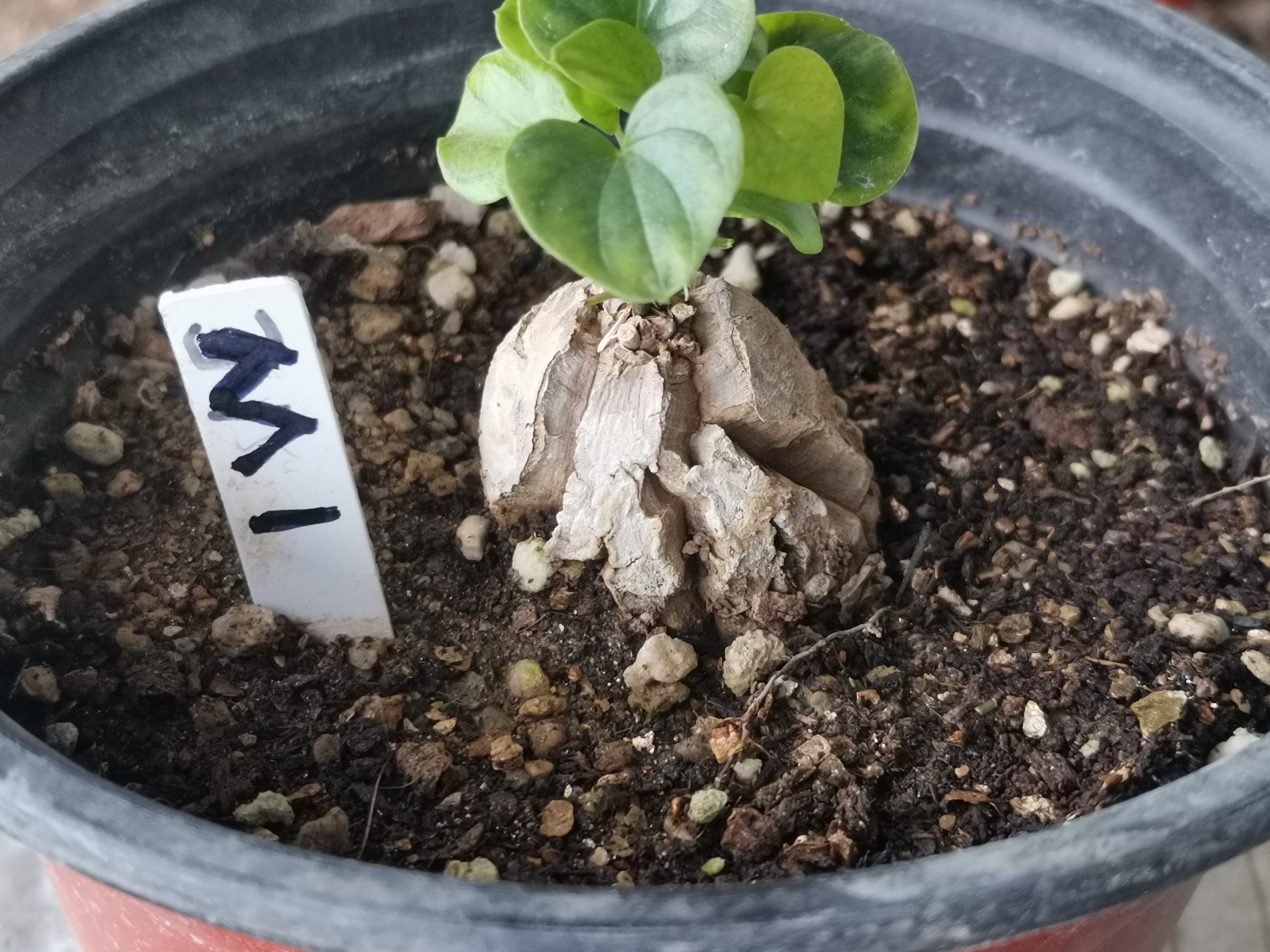 M1南非块根植物龟甲龙