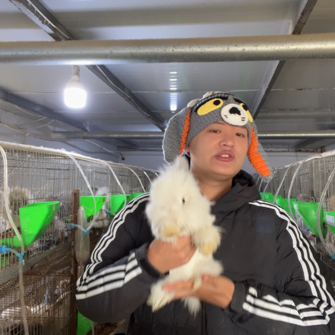 双血统英系安哥拉兔子