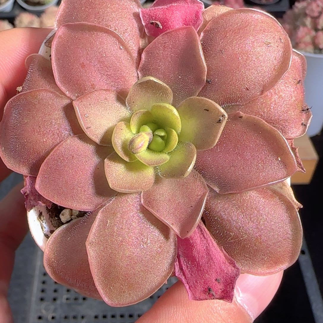 多肉1228-62赛题捕虫堇