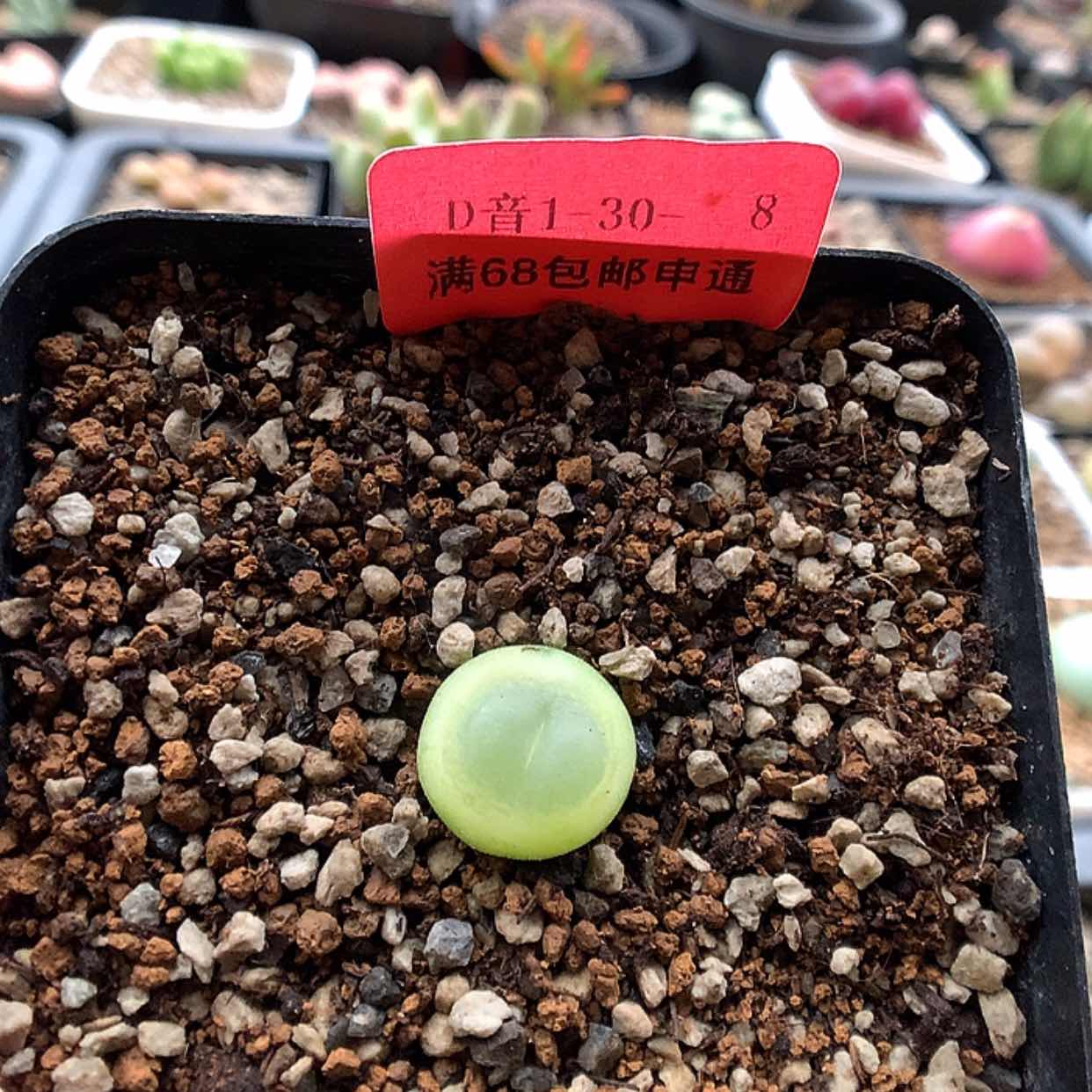 【闪购商品】1-30-8 拉登一颗特 30