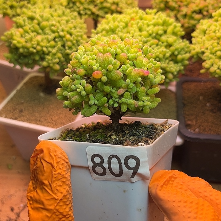 无花朵809金桔糖球