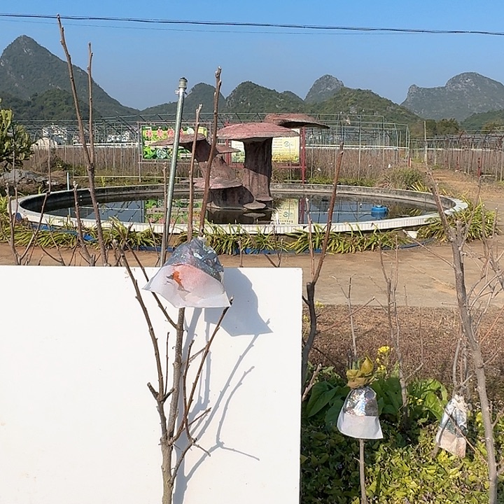 太秋脆甜柿大杯苗