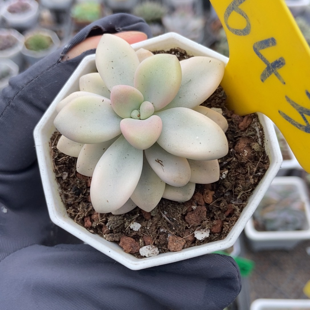 643艾伦锦多肉植物