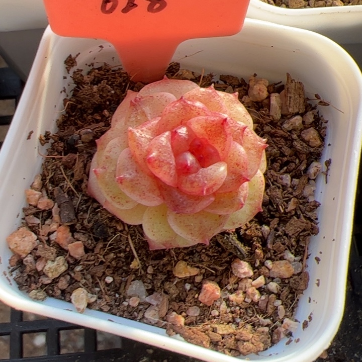 *****花花专拍链接628啊阿