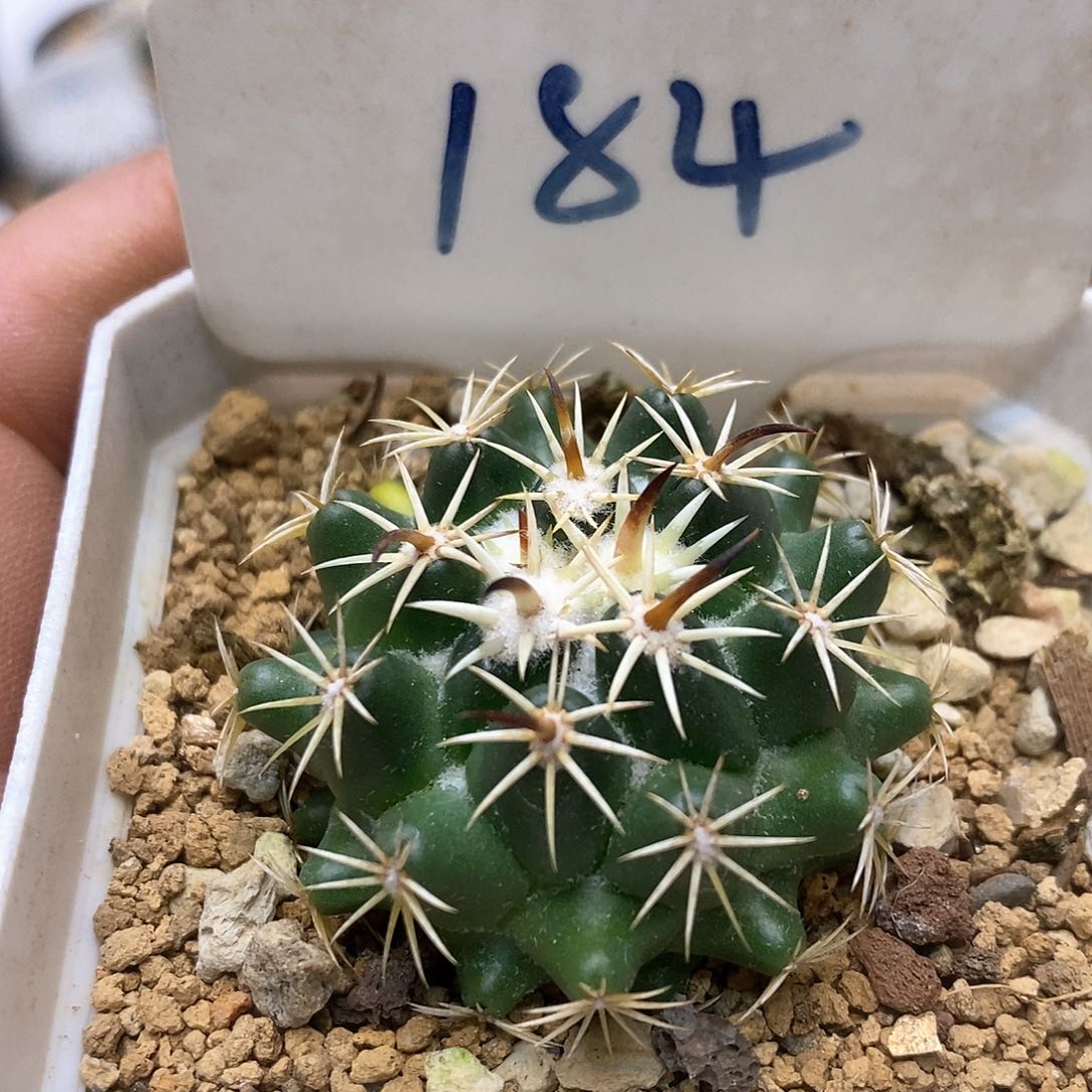 开播特价来了来福利了