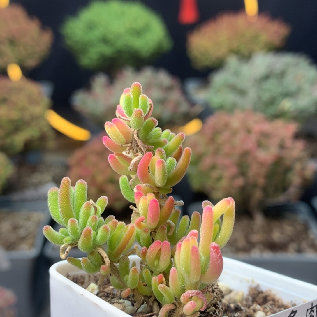 c329荧光兔锦枝干番杏