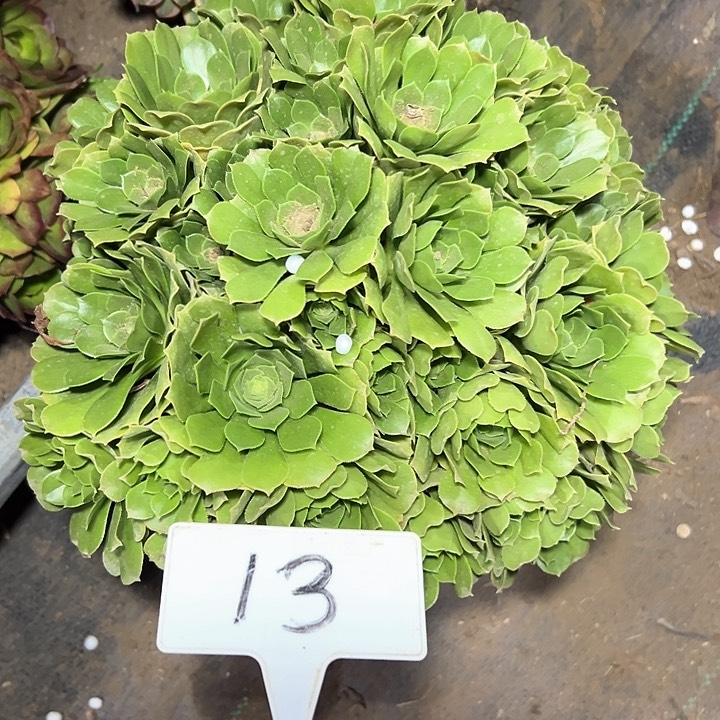多肉植物绿羊绒法师