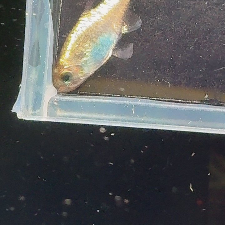 灯科鱼左下缸10号白金月光灯1条