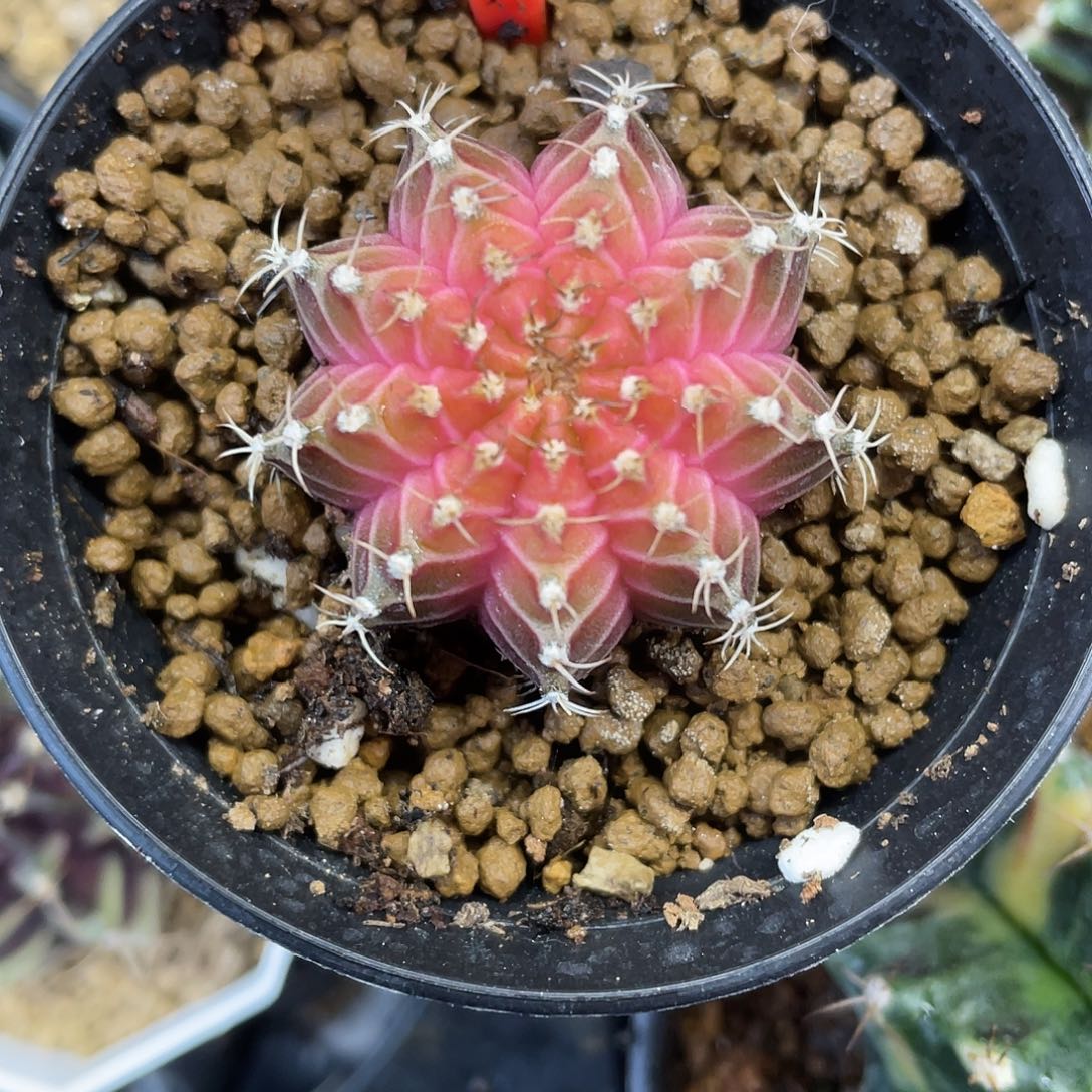 1-133轮回实生3.4厘米