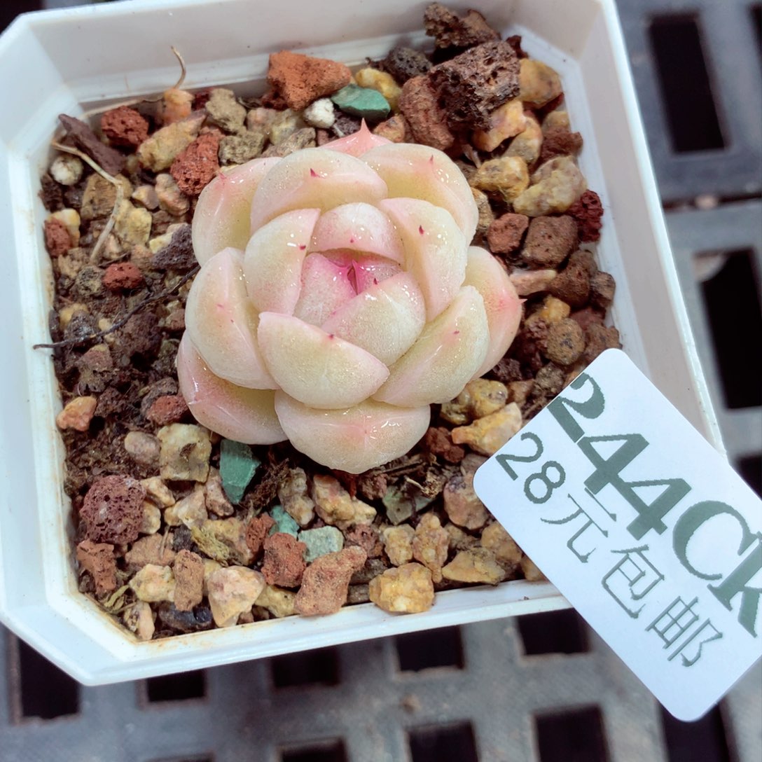 5厘米盆精控多肉244