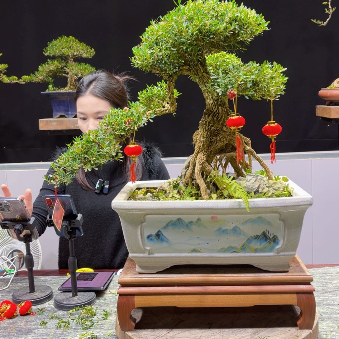 四季常青老桩黄杨盆景