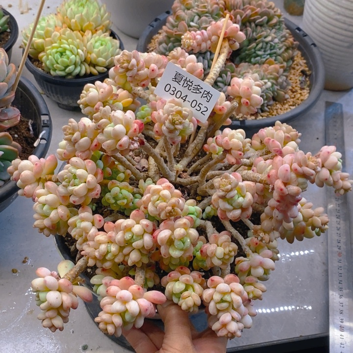 夏悦多肉0304-52劳尔