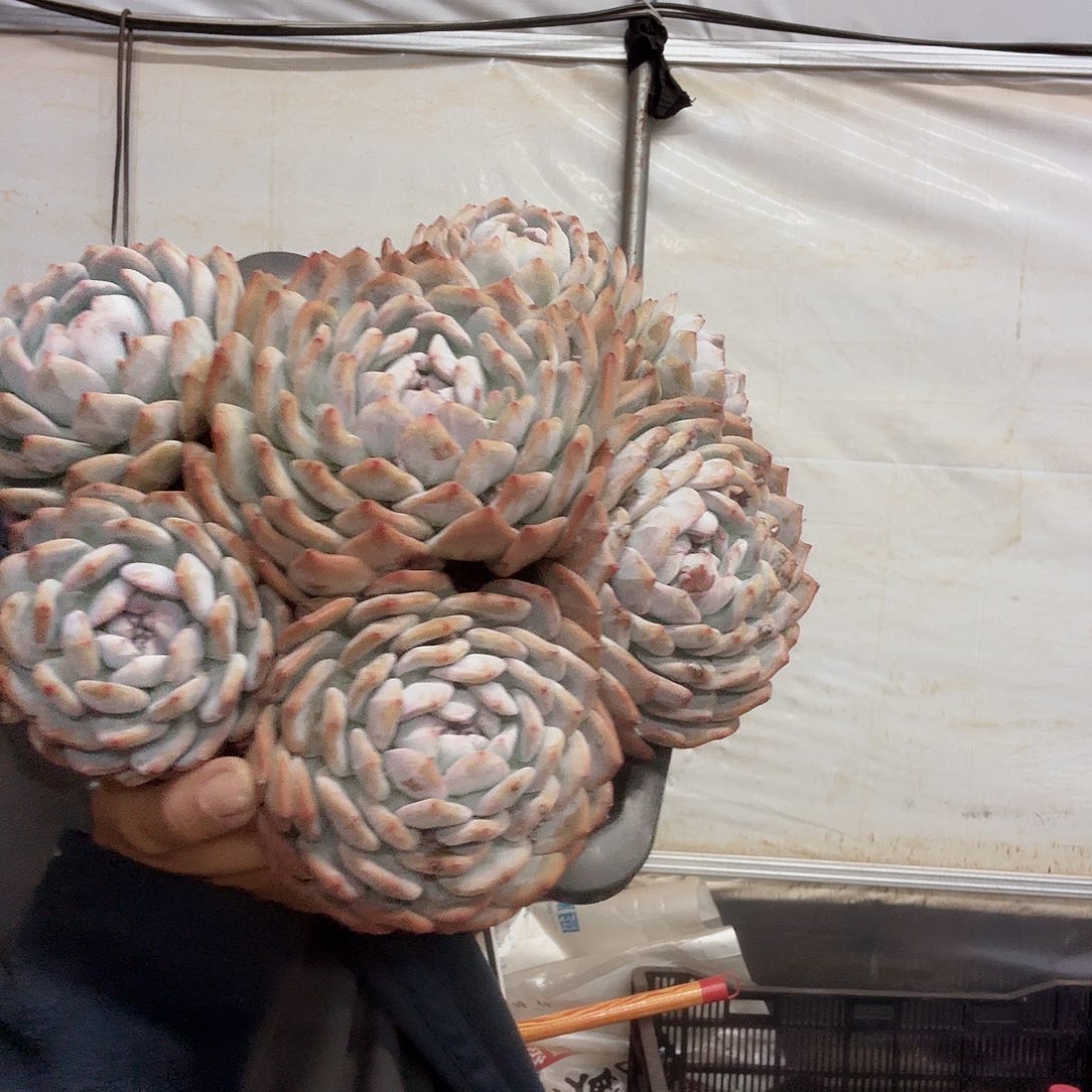 大群橙梦路多肉植物