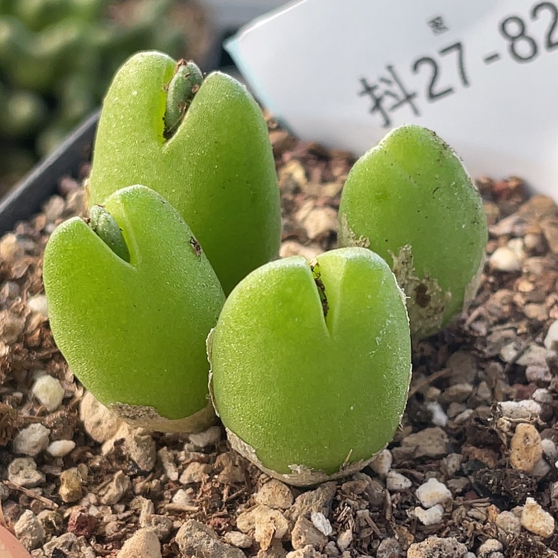 27-82哈默兔多肉植物