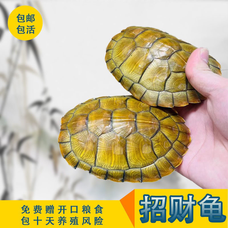 宠物龟巴西龟乌龟活物