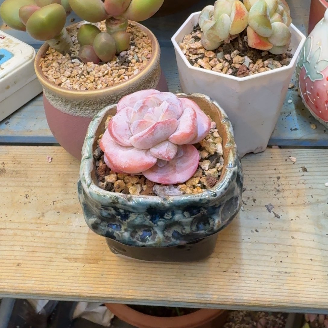 ****.无花朵多肉漂亮不退不换