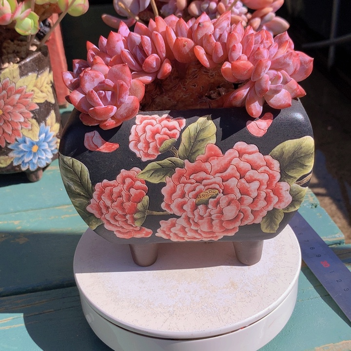 星影朵朵无砍自然群老桩