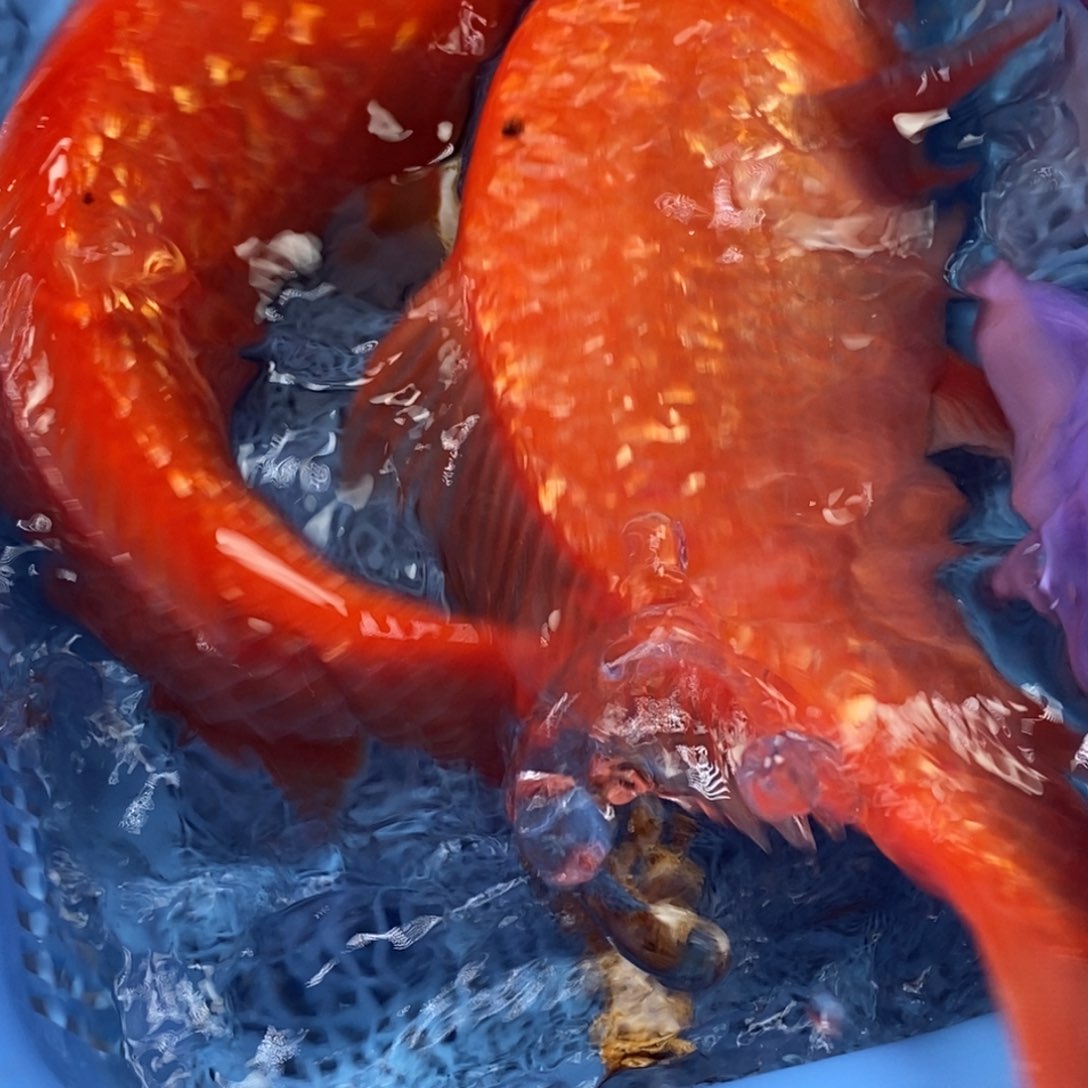 锦鲤冷水锦鲤包邮