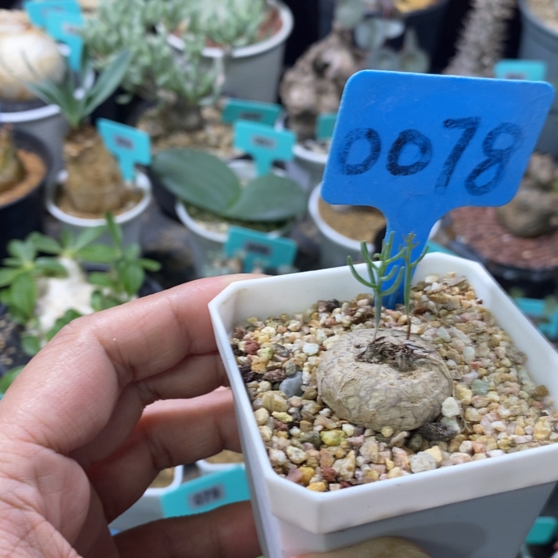 爱福利雾冰玉产地