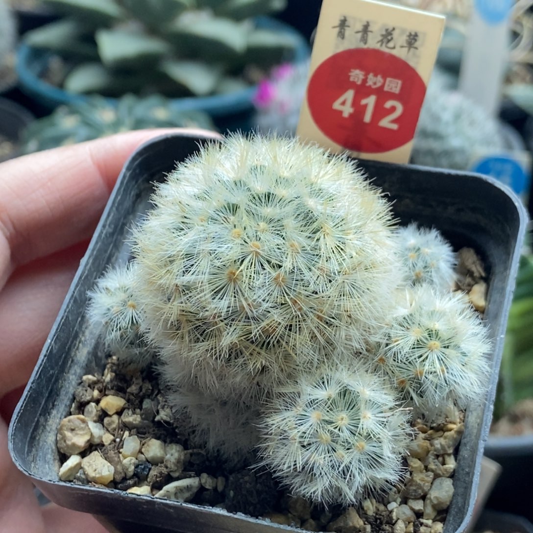 佛头嘉文丸群一颗仙人球