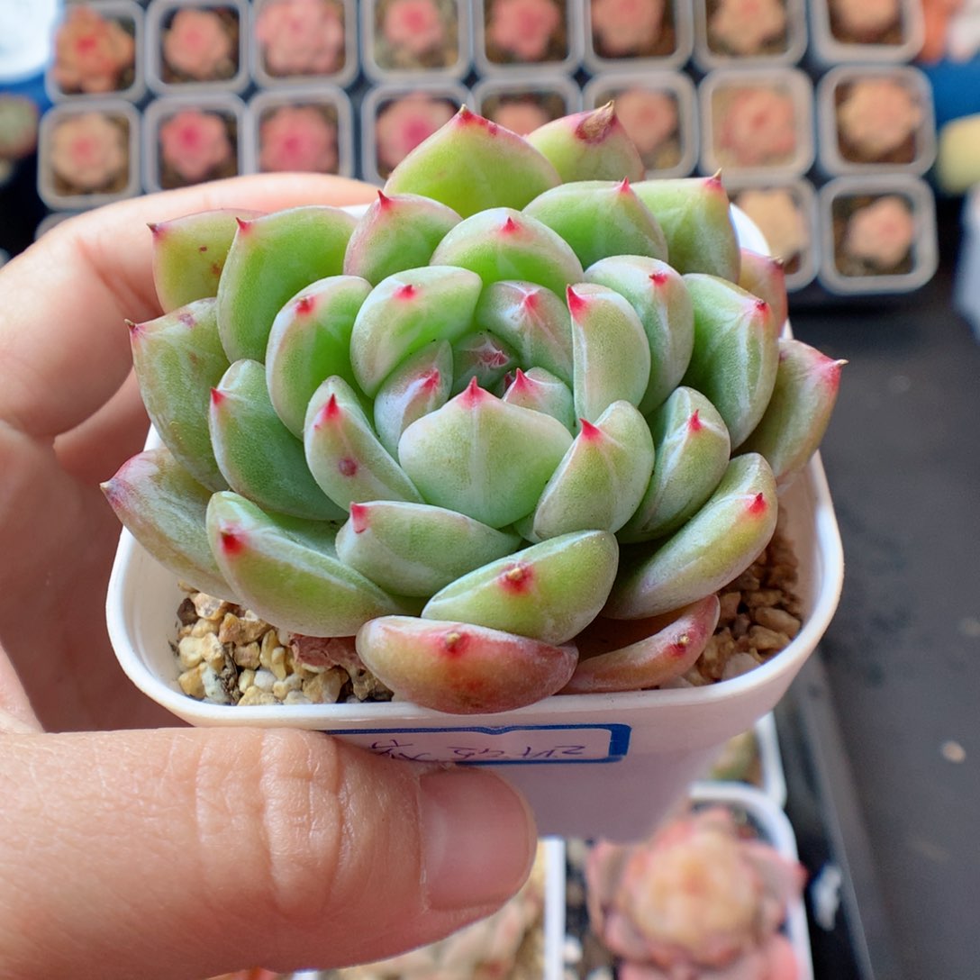 一物一拍精品多肉。 雪花珍妮   37