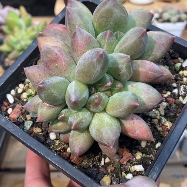 幻影缀朵朵609号的多肉啊啊