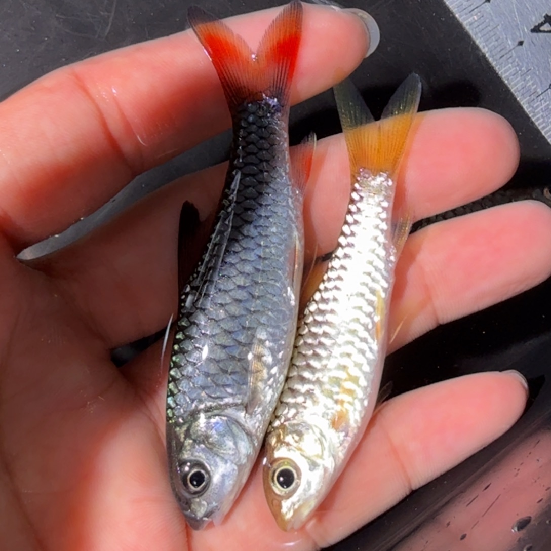 海水鱼蓝鳍彩虹  巴拉