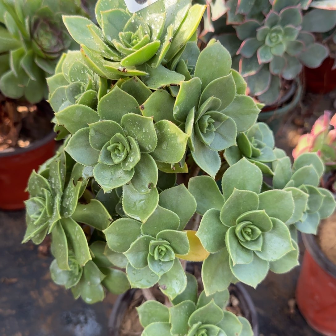 香腹多肉084满28包邮断枝不包