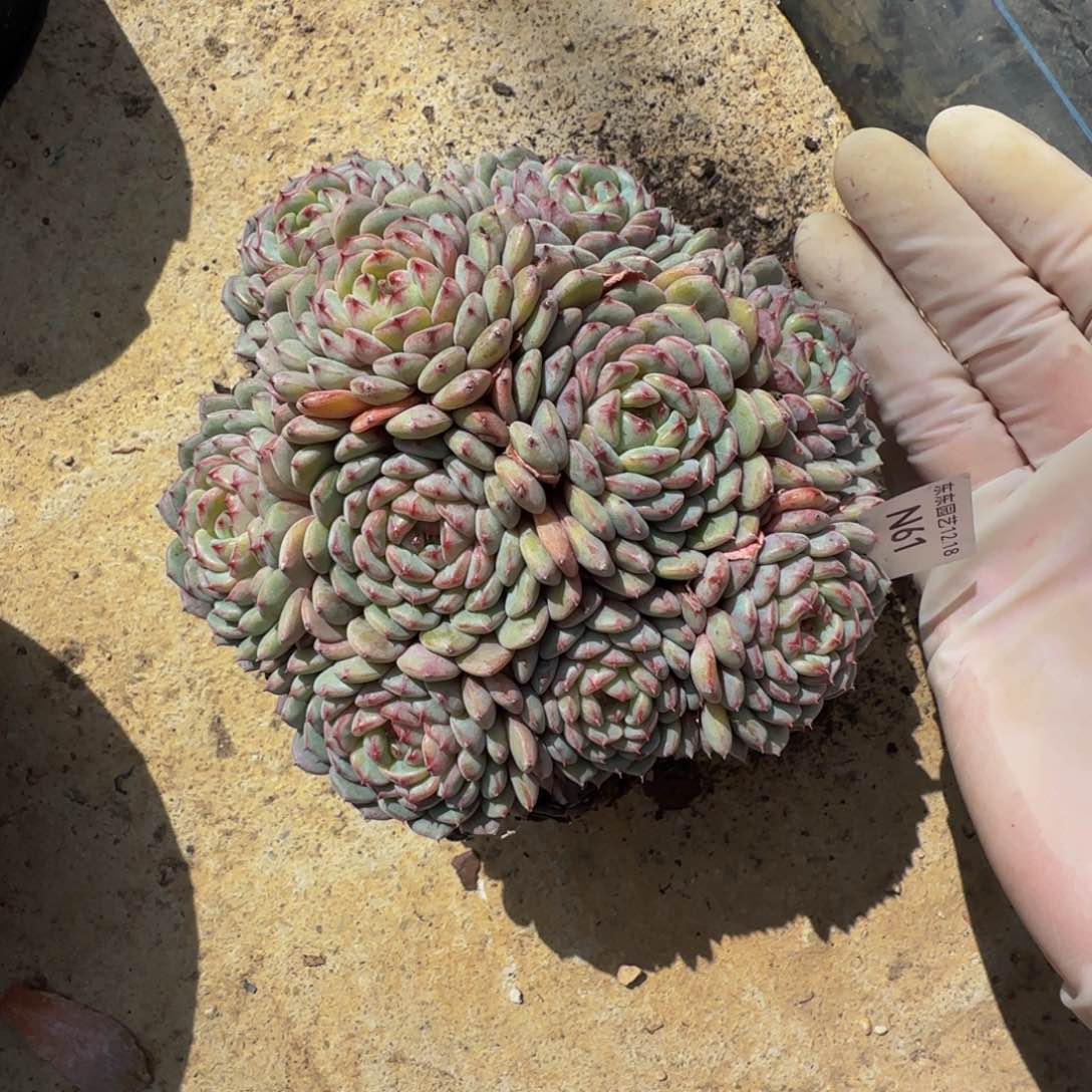 n n n n n n n n n 61