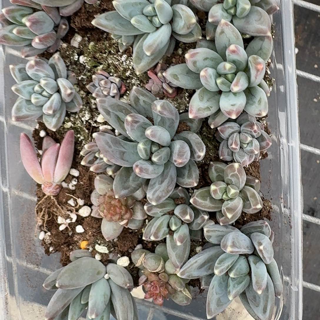 杂交新品珍妮多肉2014