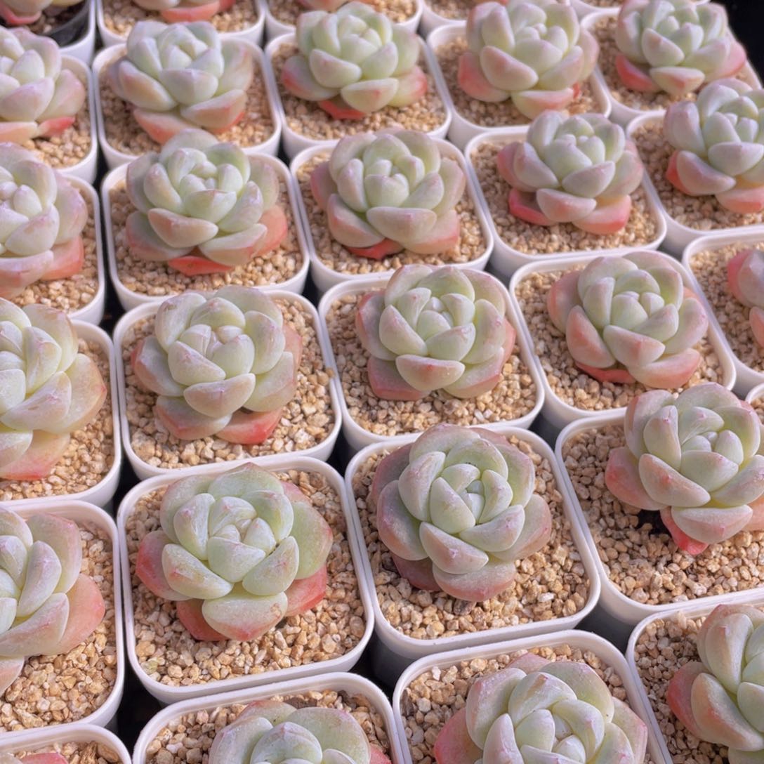 量拍100号 樱花钻石冰玉单头2个