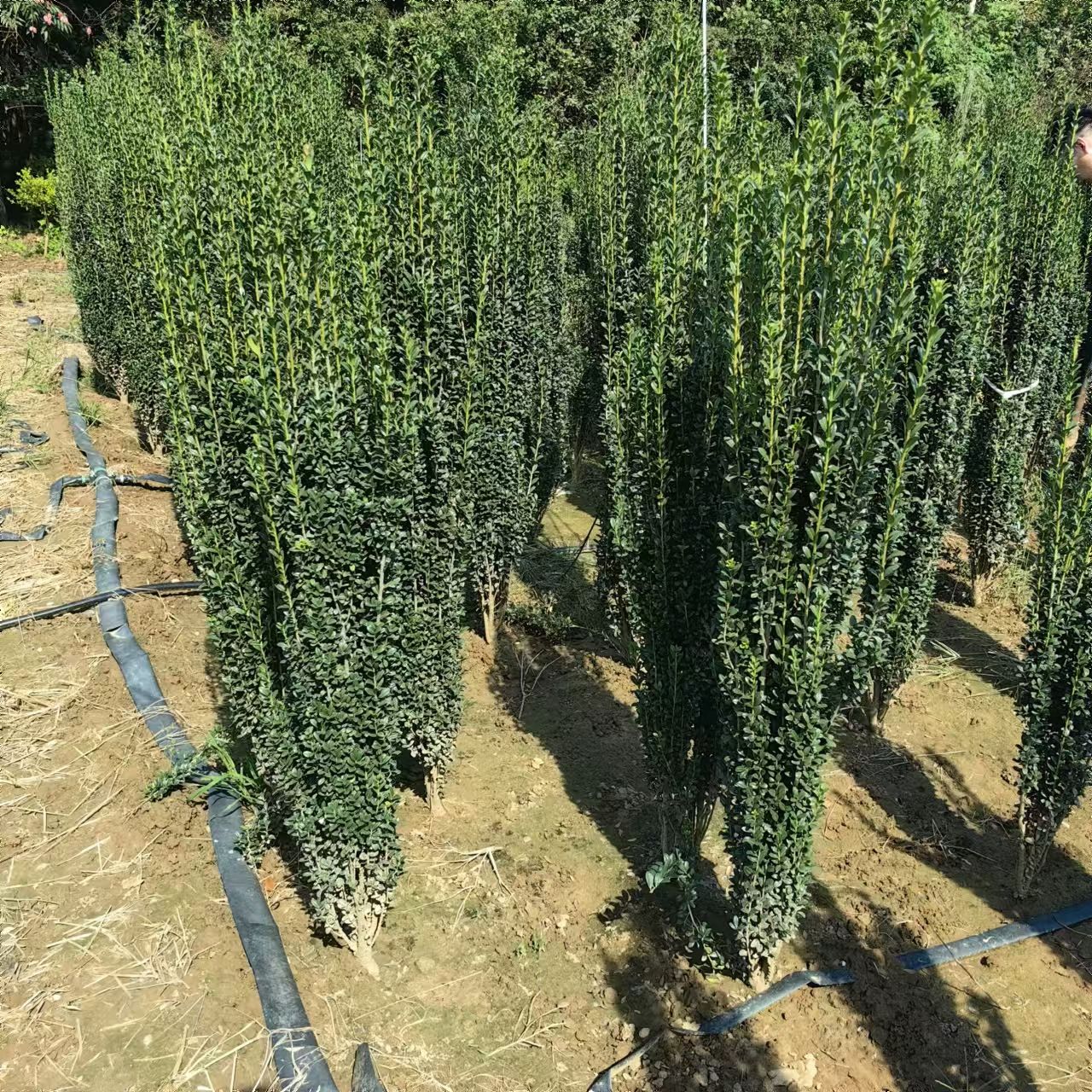 （1米长度种5颗）直立冬青小叶朝天笔直篱笆围墙植物