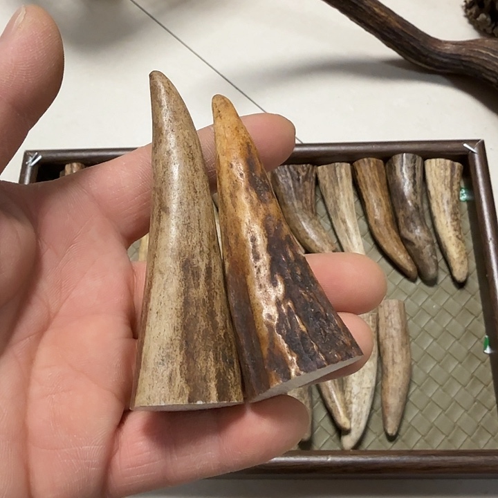 香榧木鹿角工艺品原料