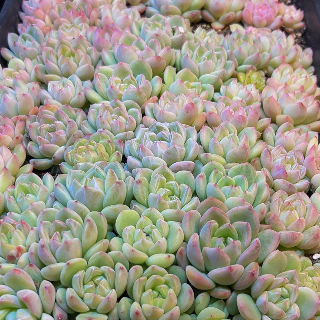 217多肉葡萄的味道是真的