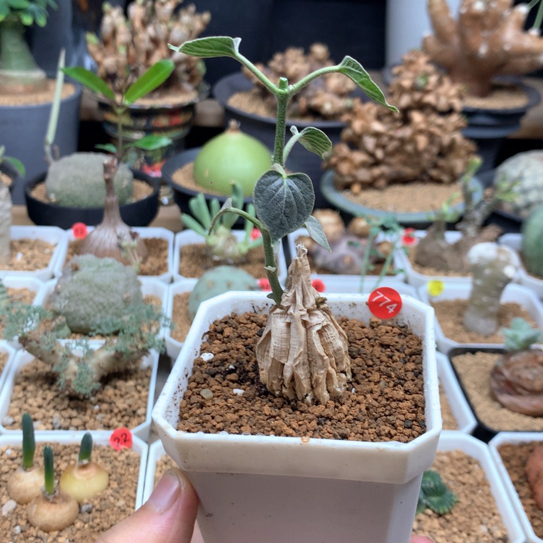 实生龟甲萝藦带盆744