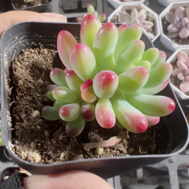 亿女心精品多肉植物