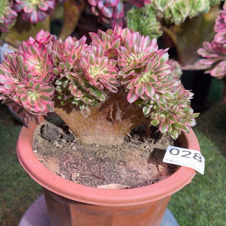 荔枝法师了自然朵朵缀化028