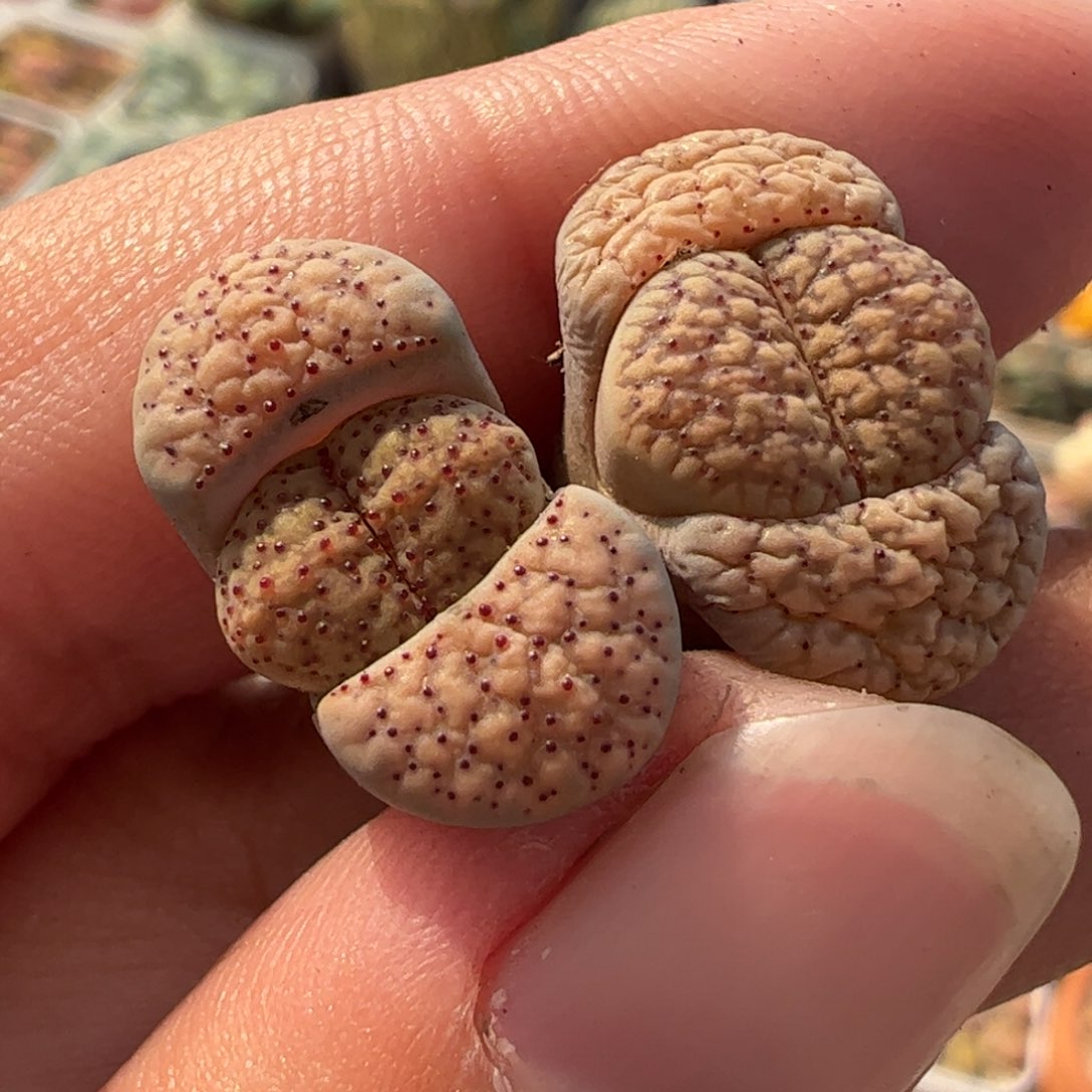 782多肉植物百科