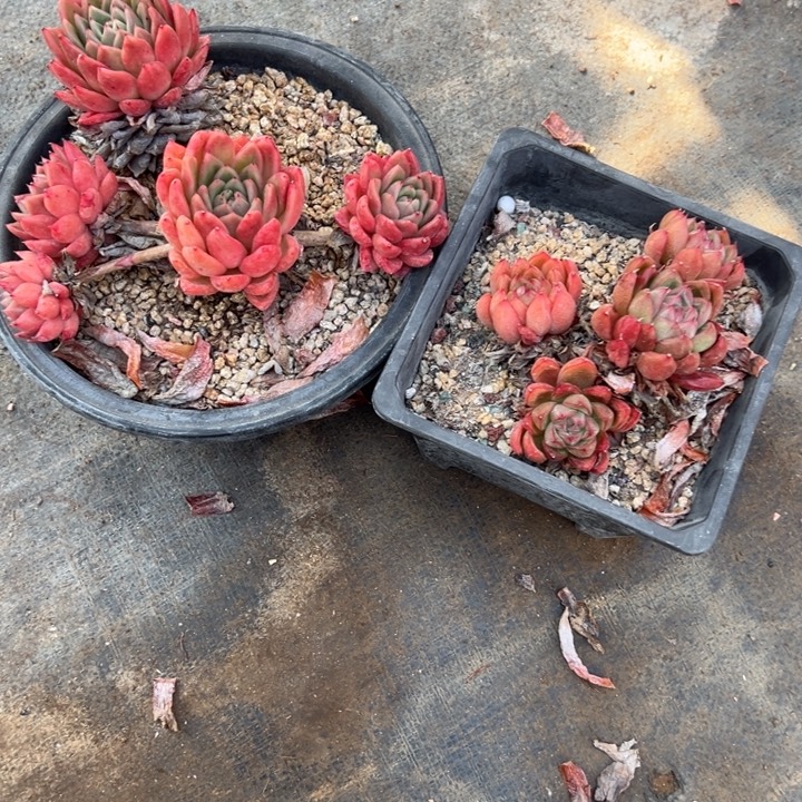 小***子红东营买一颗送一颗两颗