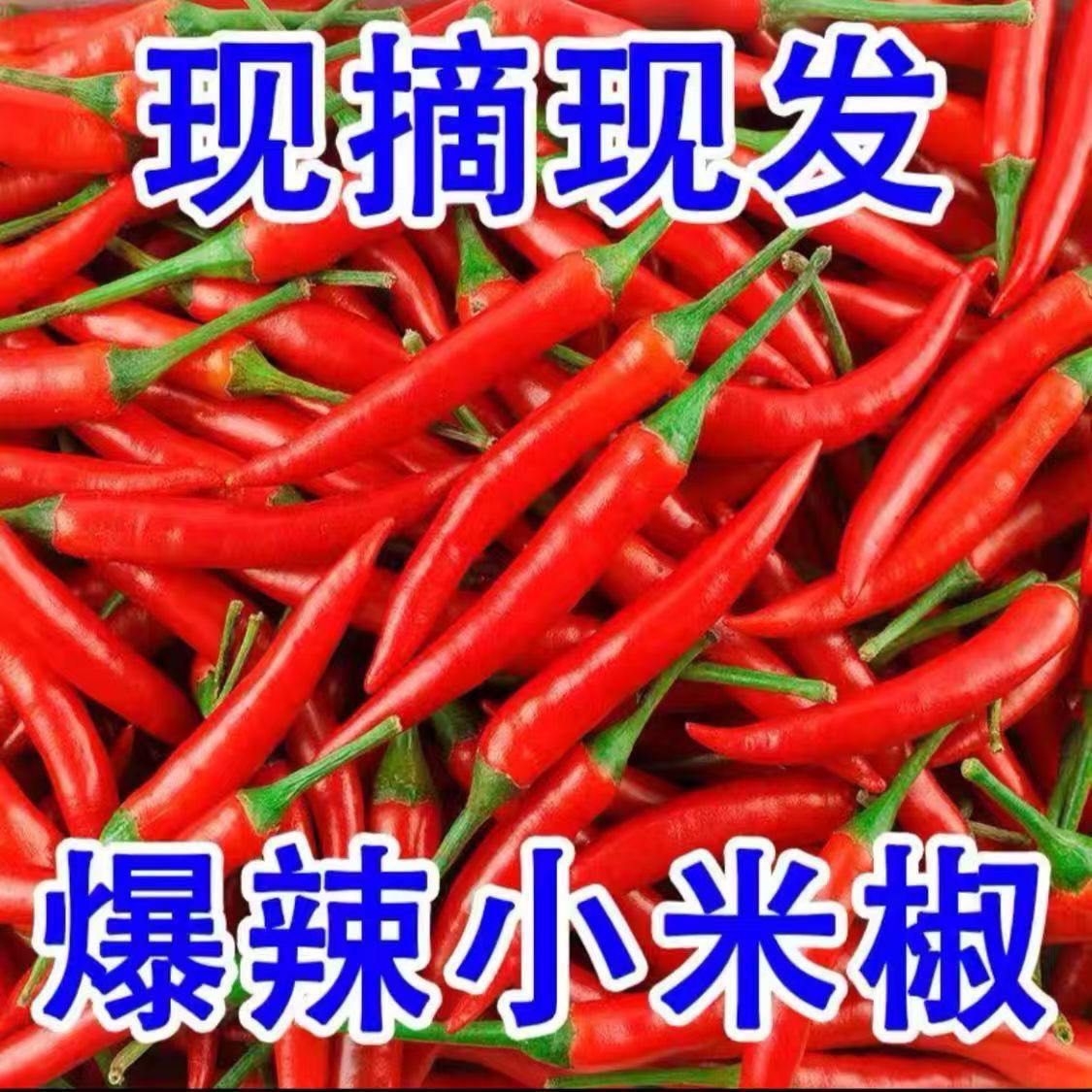 云南新鲜现摘小米辣一级特辣爆辣小米椒餐饮火锅小米辣批发泡椒
