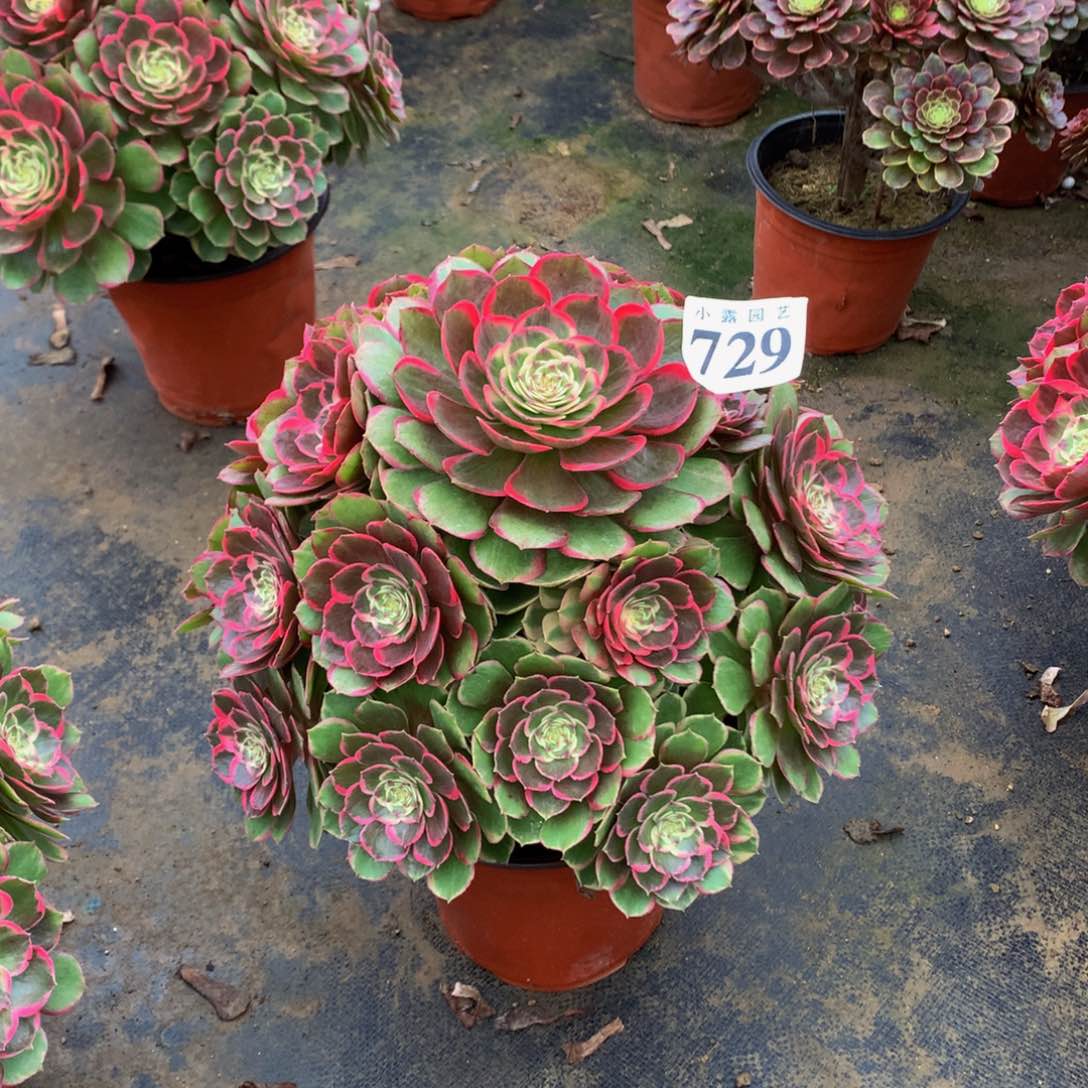 一****！多肉植物729粉花妖888888