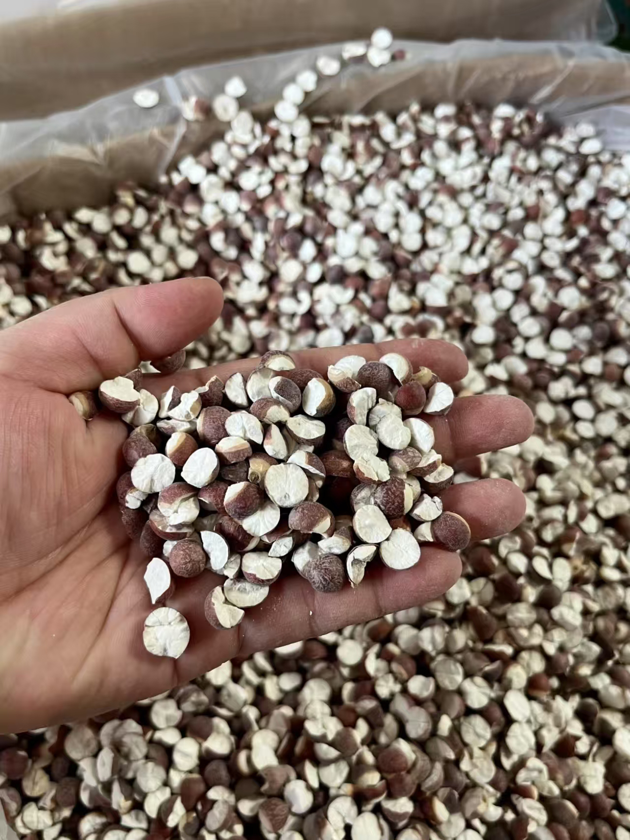 中缅边界好物分享养生茶