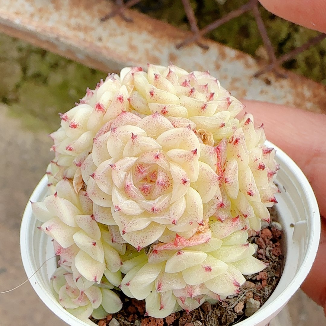 1214-43（xx-70）优选