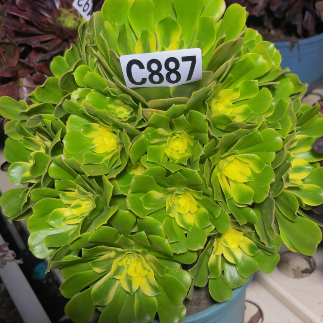 辛尼亚法师7//45包邮